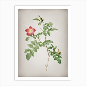 Vintage Pink Alpine Rose Botanical on Parchment n.0213 Art Print