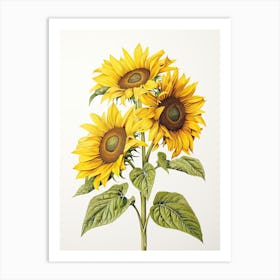 Sunflowers Flower Vintage Botanical 1 Art Print