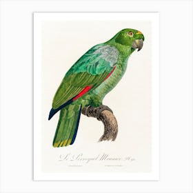 The Southern Mealy Amazon, From Natural History Of Parrots, Francois Levaillant Art Print