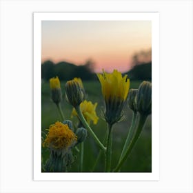 Sunset With Yellow Flowers Art Print