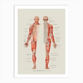 Anatomy Of The Human Body 1 Art Print