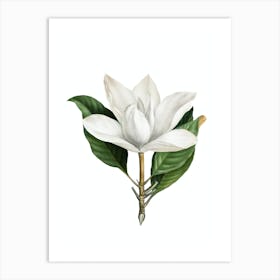 Vintage White Southern Magnolia Botanical Illustration on Pure White n.0952 Art Print