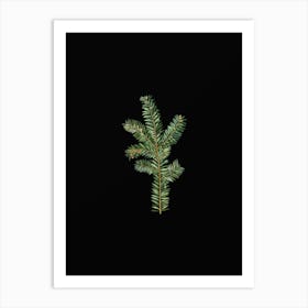 Vintage English Yew Branch Botanical Illustration on Solid Black n.0126 Art Print