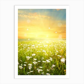 Field Of Daisies At Sunset Art Print