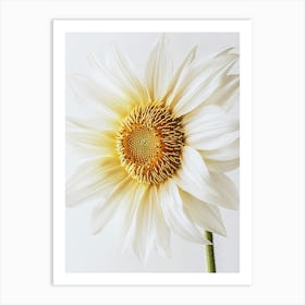 Sunflower 2 Art Print