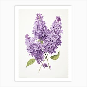 Lilacs Flower Vintage Botanical 0 Art Print