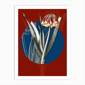 Vintage Botanical Knysna Lily on Circle Blue on Red n.0183 Art Print