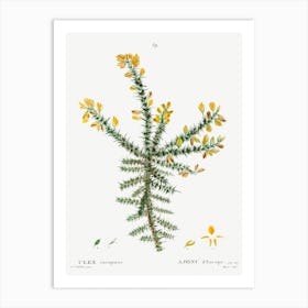 Gorse, Pierre Joseph Redoute Art Print