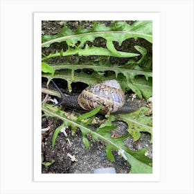 Img 5127 Snail in dandelion leaves Art Print