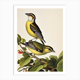 Finch James Audubon Vintage Style Bird Art Print
