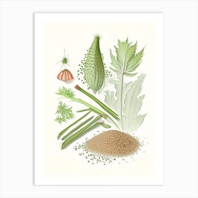Celery Seeds Spices And Herbs Pencil Illustration 4 Art Print