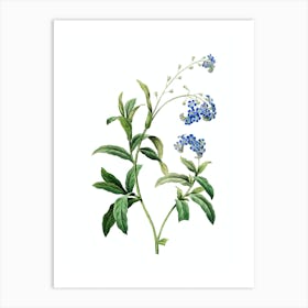 Vintage Water Forget Me Not Botanical Illustration on Pure White n.0032 Art Print