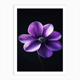 Purple Anemone Flower Art Print