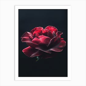 Dark Rose 54 Art Print