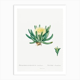 Mesembryanthemum Linguiforme, Pierre Joseph Redoute Art Print