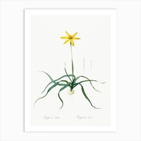 Hypoxis Stellata Illustration From Les Liliacées (1805), Pierre Joseph Redoute Art Print