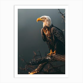 Bald Eagle Art Print