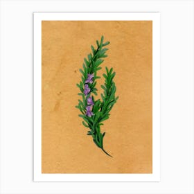 Rosemary Country Wildflower Art Print