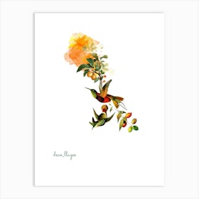 Colibri Art Print