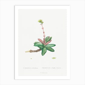 Crassula Obvallata, Pierre Joseph Redoute Art Print