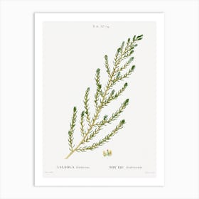 Shrubby Seabligh, Pierre Joseph Redoute Art Print