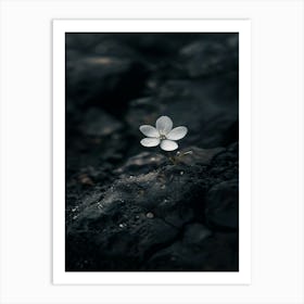 Flower In The Sand 4 Art Print