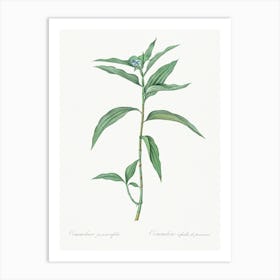 Dayflower Illustration From Les Liliacées (1805), Pierre Joseph Redoute Art Print