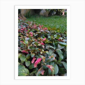 Pink Flowering Shrub Art Print