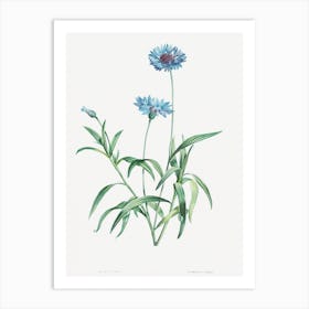 Vintage Cornflower Art Print