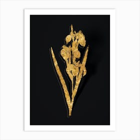 Vintage Irises Botanical in Gold on Black n.0156 Art Print