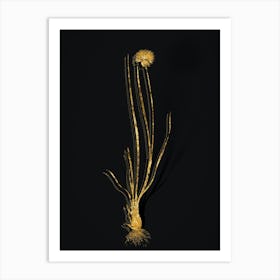 Vintage Allium Foliosum Botanical in Gold on Black n.0394 Art Print