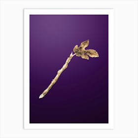 Gold Botanical Fig on Royal Purple n.4329 Art Print