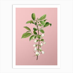 Vintage Mountain Silverbell Botanical on Soft Pink n.0482 Art Print