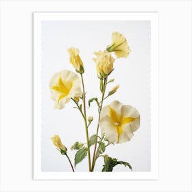 Pressed Wildflower Botanical Art Evening Primrose 1 Art Print