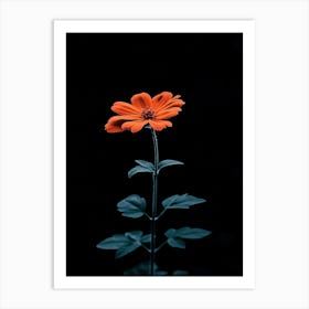 Single Flower On A Black Background 8 Art Print