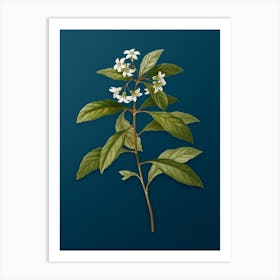 Vintage Sweet Pittosporum Branch Botanical Art on Teal Blue n.0351 Art Print