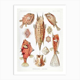 Ostraciontes–Kofferfilche, Ernst Haeckel Art Print