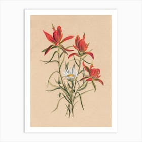 Vintage Botanical Mary Vaux Walcott _2732411 Art Print