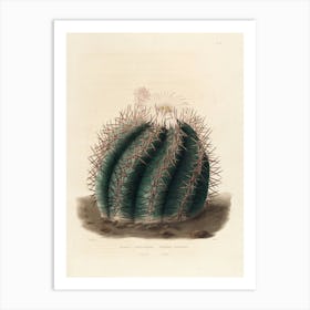 Cactus Art Print