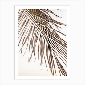 Palm Leaf Sunset Art Print
