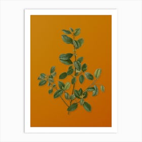 Vintage Italian Buckthorn Botanical on Sunset Orange n.0602 Art Print