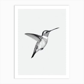 Hummingbird B&W Pencil Drawing 2 Bird Art Print