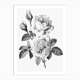 Roses Sketch 6 Art Print