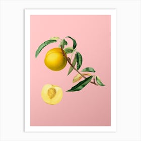 Vintage Peach Botanical on Soft Pink n.0109 Art Print