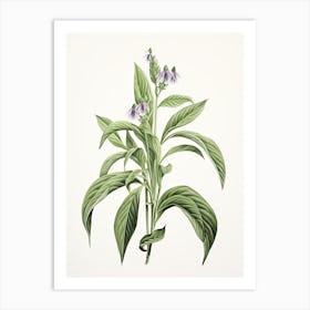 Comfrey Vintage Botanical Herbs 0 Art Print