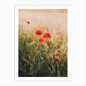 Poppy Flowers Art Print