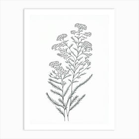 Shepherd S Purse Herb William Morris Inspired Line Drawing 2 Art Print