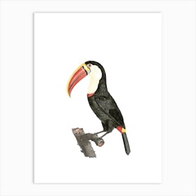 Vintage Toucan Bird Illustration on Pure White Art Print