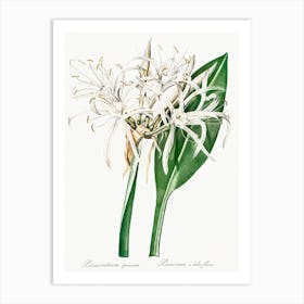 Green Tinge Spiderlily, Pierre Joseph Redoute Art Print