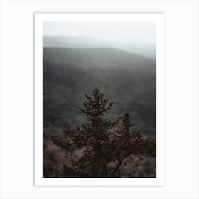 Top Of Pine Tree Art Print